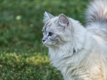 白色基蒂猫可爱图片