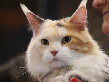 呆萌宠物猫头部特写图片