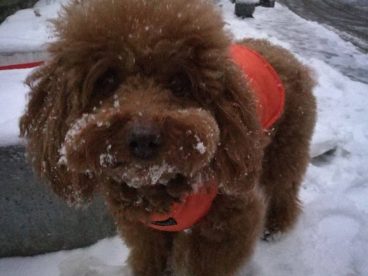 冬天，寒冷，但是，会下雪！下了雪，一切都变了模样。北京变成了北平，板板，你变成了谁？
