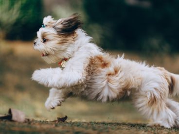 西施犬奔跑图片