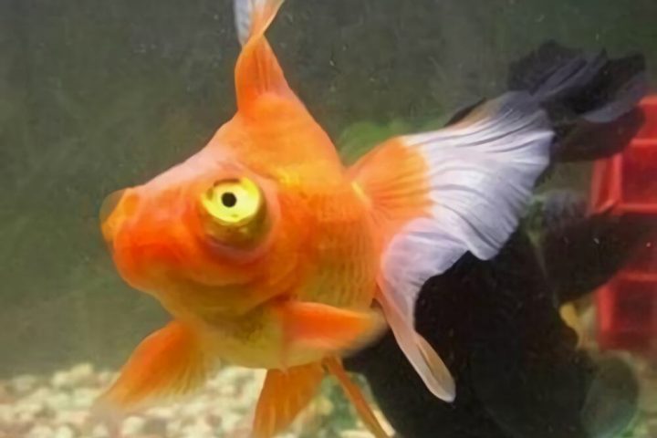 望天眼身份信息