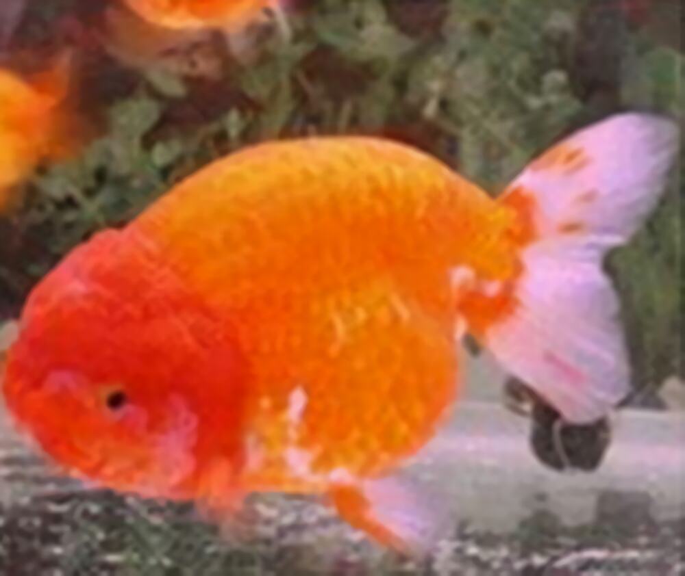 福州兰畴身份信息