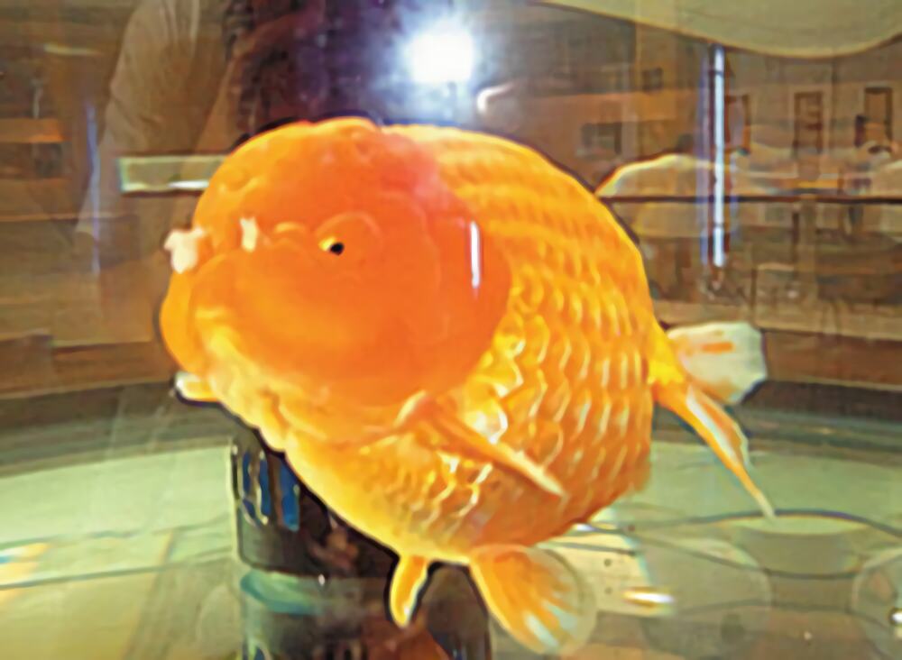 福州兰畴身份信息