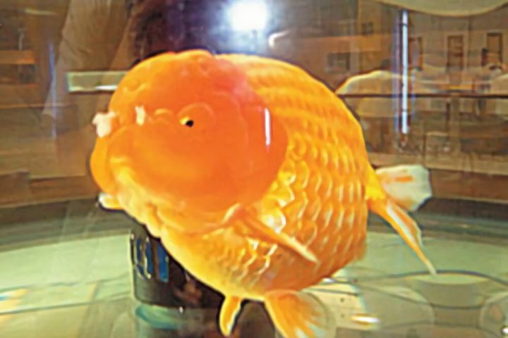 福州兰畴身份信息