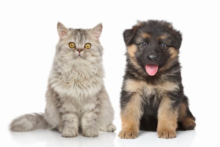 荷兰毛狮犬：优雅与活力的完美结合