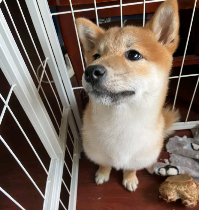 柴犬想出去玩，結果被主人家说得心神不安，哪都不去了