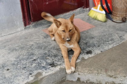 村里的土狗惨遭狗贩子的毒手，我后悔没有保护好它