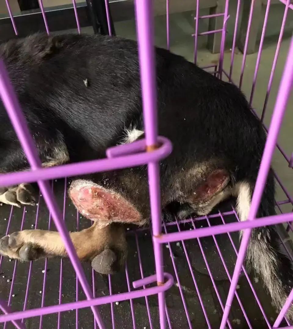 紧急求助!三百只流浪猫狗已经断粮,一起帮帮它们吧!