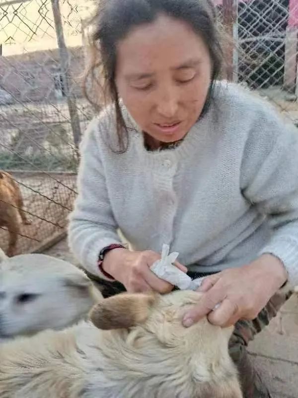 紧急求助!三百只流浪猫狗已经断粮,一起帮帮它们吧!