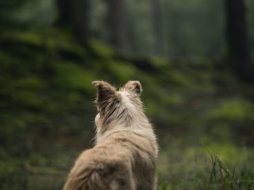 树林狗狗图片