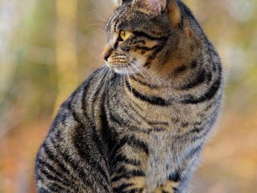 小猫侧身图片