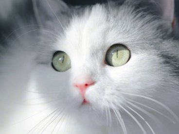突然发现我们家猫跟微博网红馒头长的像呢，我们美牙黑眼线怎么没画上呢，太素颜啦