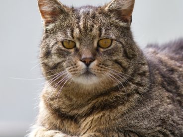 可爱呆萌虎斑猫摄影图片