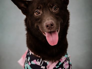 可爱小黑犬宠物写真图片