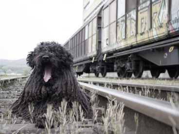 黑色葡萄牙水犬图片