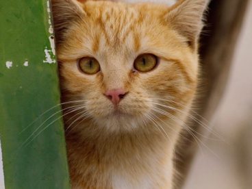 萌猫肖像图片