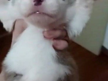 自家狗狗生的，刚睁眼睛的柯基宝宝