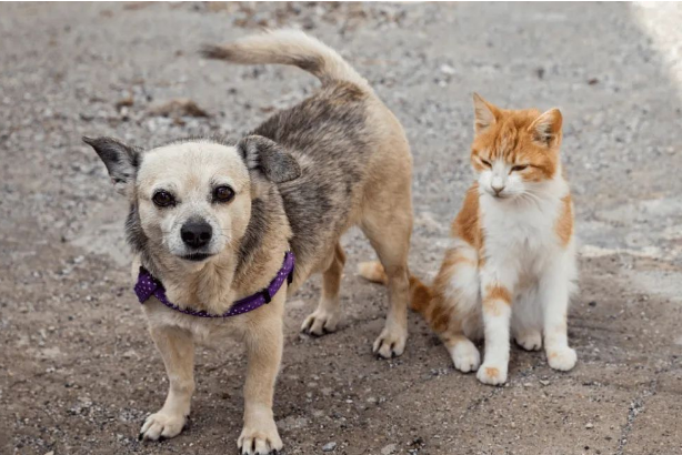 每一只被遗弃的猫狗,都在无望与恐惧中等待