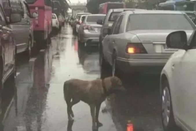 每一只被遗弃的猫狗,都在无望与恐惧中等待