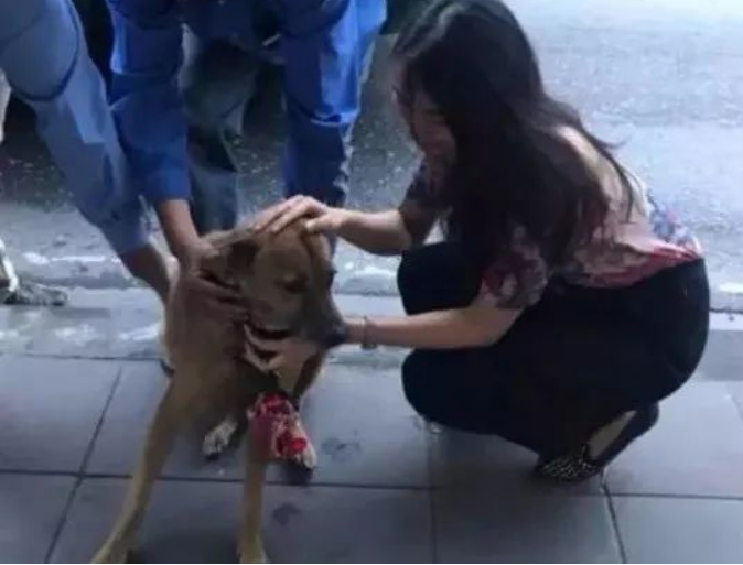每一只被遗弃的猫狗,都在无望与恐惧中等待