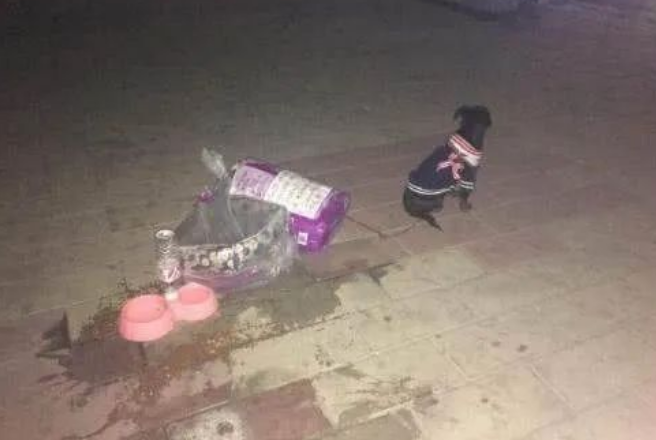 每一只被遗弃的猫狗,都在无望与恐惧中等待