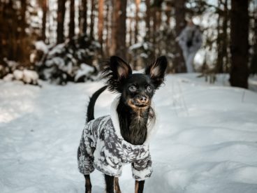 雪地里的黑色狗狗图片