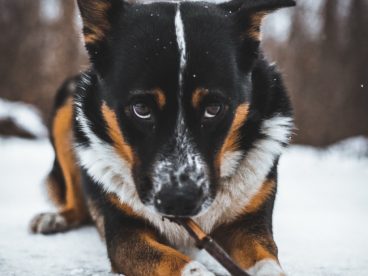 雪地顽皮小狗狗图片