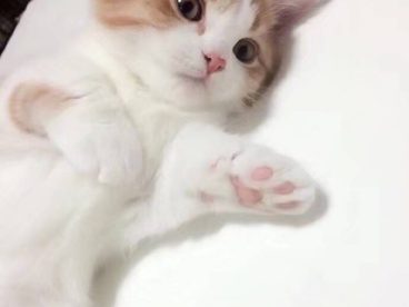 有只喵小仙