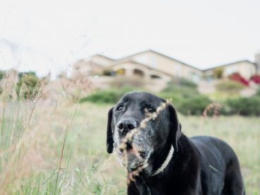 黑色家犬图片