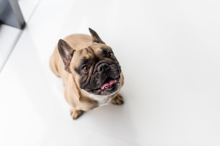 瑞典瓦赫德犬：理想的家庭伙伴与工作犬