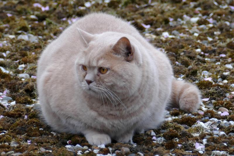 苏格兰折耳猫品种介绍，苏格兰折耳猫好看吗