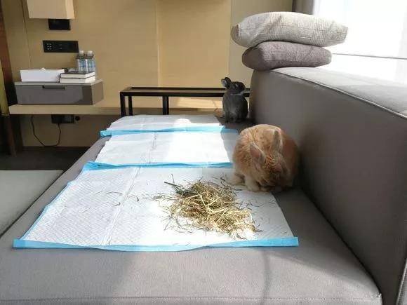 兔子会啃尿布，然后尿在沙发上弄得一塌糊涂。。。还是要看每个兔兔脾气的，我家小祖宗只能外带包，加抱在怀里
