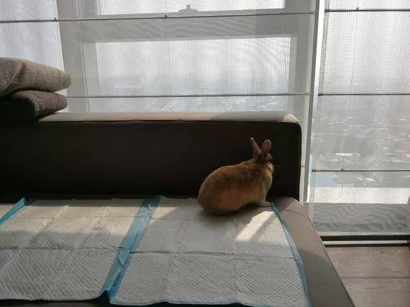 兔子会啃尿布，然后尿在沙发上弄得一塌糊涂。。。还是要看每个兔兔脾气的，我家小祖宗只能外带包，加抱在怀里