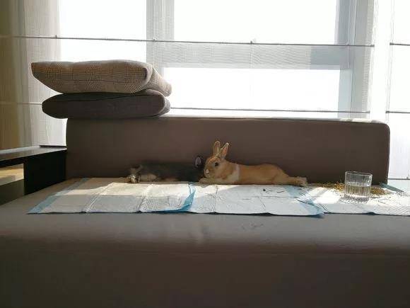 兔子会啃尿布，然后尿在沙发上弄得一塌糊涂。。。还是要看每个兔兔脾气的，我家小祖宗只能外带包，加抱在怀里