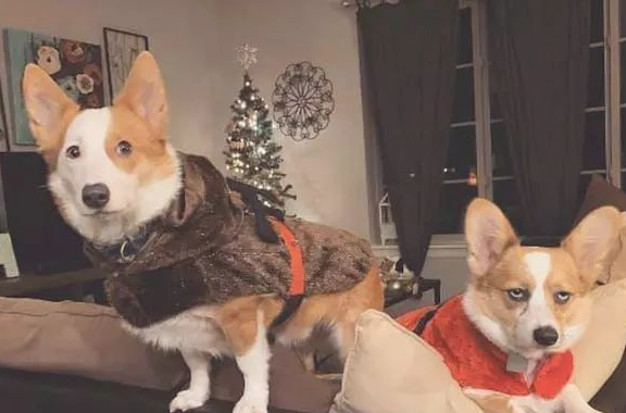 主人给柯基穿了衣服裤子，它一脸很嫌弃的表情：这就是你的品味？