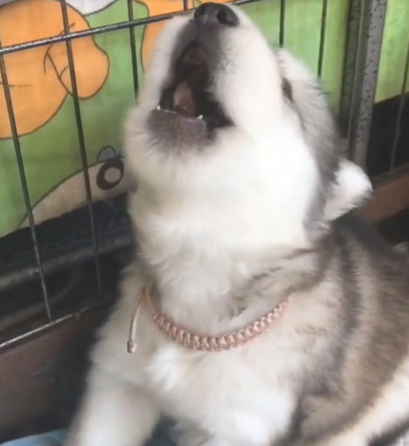 主人一吹哨子，阿拉斯加犬幼狗就会学狼叫