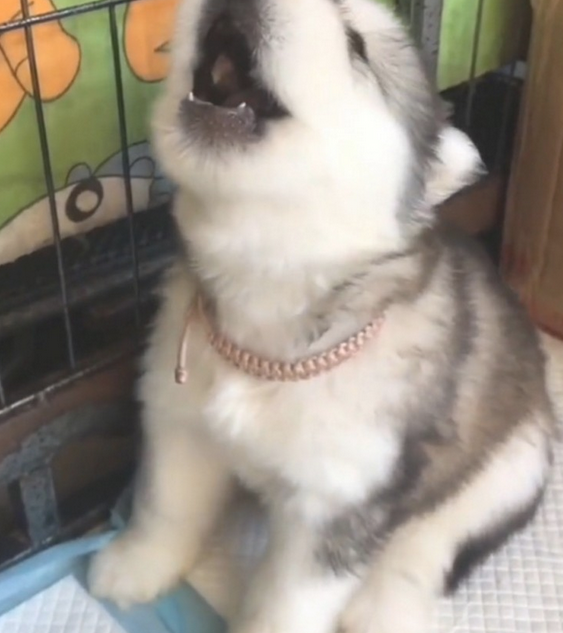 主人一吹哨子，阿拉斯加犬幼狗就会学狼叫