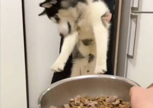 看见眼下的犬粮不能吃二哈都快急疯掉再不不要啊就咬你!