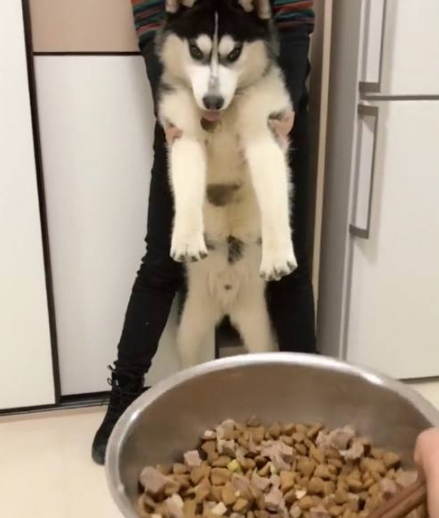看见眼下的犬粮不能吃二哈都快急疯掉再不不要啊就咬你!
