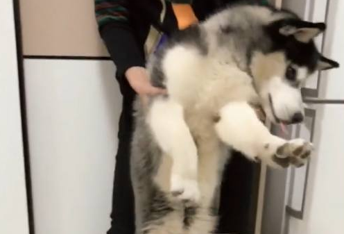 看见眼下的犬粮不能吃二哈都快急疯掉再不不要啊就咬你!