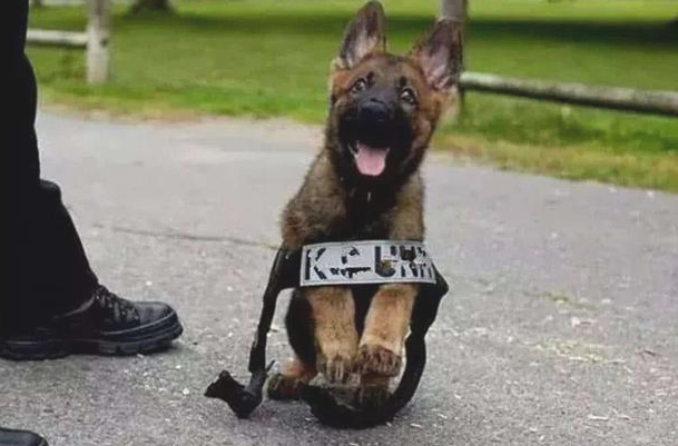 警犬的“黑史”?黑脸大个儿的儿时,竟然是靠装萌渡日