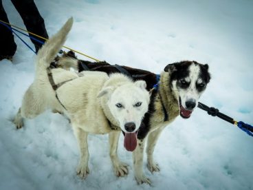 雪地雪橇犬图片