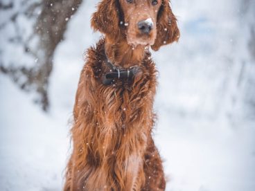 雪地可爱爱尔兰长毛猎犬图片