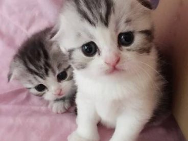 我爱猫