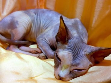 斯芬克斯猫图片