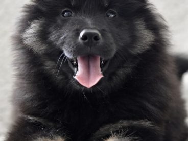 黑色松狮犬图片