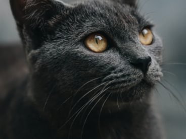 黑猫头像特写图片