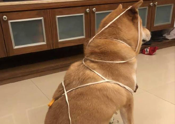 柴犬玩绳索竟把自己捆住了,宽容我笑了!端午特别制作的羊肉棕子?