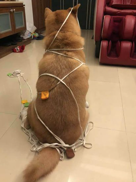 柴犬玩绳索竟把自己捆住了,宽容我笑了!端午特别制作的羊肉棕子?