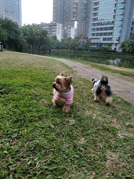 两岁时的菲菲生下了四个儿子，一年多后绝育了。 绝育之前~它是不怎么爱玩的，出门总是要家人抱抱，撅睡懒得动，也不许别人靠近，警觉，一般人是摸不到它的。 绝育后，现在快四岁的它反而每天玩的很疯，常常带头疯跑，变的开朗好动，还主动到熟悉的人身边求摸摸求挠挠。不是亲眼目睹真是不敢相信它完全是换了一个汪。 这绝育前后的质变让家人从顾虑变得由衷的欣慰与开心。愿我们的毛孩子们都能快乐健康的成长。让它们短暂的一生在关爱和快乐中度过。